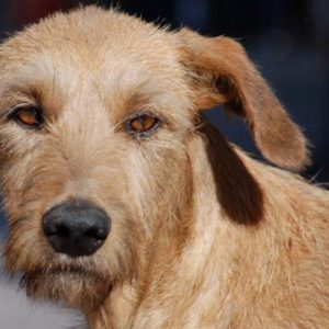 ¿Sabías que existe una raza de perros propia de latinoamérica que se ha mantenido desde tiempos casi ancestrales? Si te gustan los animales, este es tu curso.