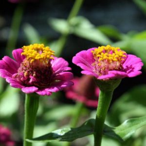 Aprende a que otros desarrollen más eficientemente sus habilidades emocionales, previniendo así riegos de exclusión social y futuros problemas.