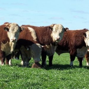 Seminario dirigido a estudiantes y profesionales del sector que quieran conocer técnicas medioambientales para mejorar la producción agropecuaria.