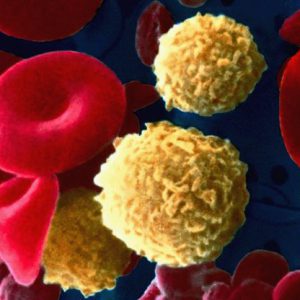 Seminario dirigido a estudiantes de medicina y biología, donde aprenderás técnicas y perspectivas relacionadas con la división celular.