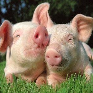 Taller de ponencias dirigido a estudiantes y profesionales de la ganadería, que quieran profundizar sobre el mercado de carne porcina a todos los niveles.