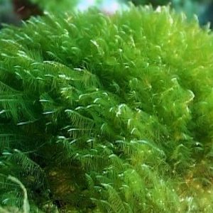 Aprende sobre las propiedades científicas, médicas y tecnológicas de los seres vivos más antiguos del planeta. Nuevos descubrimientos que cambiarán el futuro.