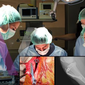 Si eres estudiante de veterinaria o te gusta la temática, en este curso aprenderás algunas de las técnicas más utilizadas en perros y gatos.