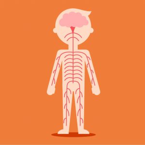 ¿Cómo generamos la fuerza necesaria para nuestras actividades diarias? ¿Es el sistema nervioso responsable de esa fuerza? ¿Podemos influir a través del entrenamiento de fuerza cambios en el sistema nervioso? Estas y otras cuestiones se abordan en este curso.