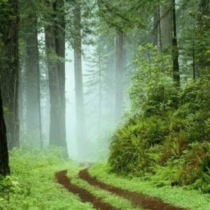 En este curso-taller de 3 sesiones obtendrás una nítida visión sobre a economía campesina latinoamericana y su afectación para tratados de libre comercio.