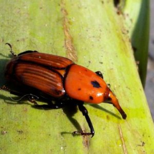 Descubre nuevos enfoques de este pequeño insecto que tanto daño ha estado ocasionando en los palmerales mediterráneos durante los últimos años.