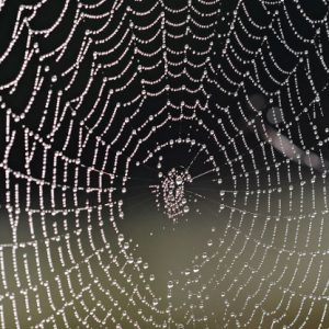 Descubre las últimas técnicas y aplicaciones que hacen referencia a esta tendencia que está revolucionando la Web hacia cualquier dispositivo.