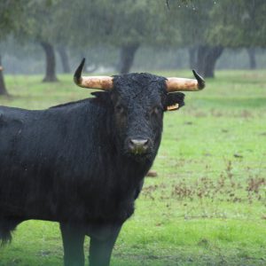 Curso dirigido a amantes de la Tauromaquia y profesionales del sector, donde aprenderás sobre historia, producto y cultura que rodean al toro de Lidia.