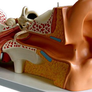 Aprende sobre diferentes patologías relacionadas con los oídos, identíficando los primeros síntomas que te ayudarán a controlar la enfermedad.