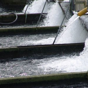 Taller dirigido a amantes del mundo marino y a profesionales. Aprenderás sobre las técnicas para la producción en entornos controlados de este pez tan especial.