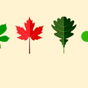 Aprende la forma correcta de elaborar tu propio herbario gracias a este videocurso online. ¡De una forma fácil y rápida!