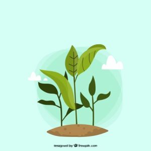 La hidroponía es la práctica de cultivo que sustituye la tierra por una sustancia inerte y utiliza soluciones de sales minerales para nutrir los cultivos. Con este curso de hidroponía aprenderás a cultivar con alto rendimiento e independencia del clima.