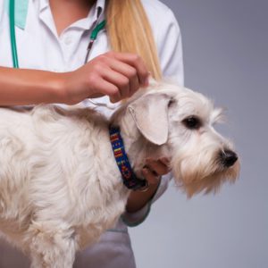 Aprende en 4 pasos las bases de la peluquería canina